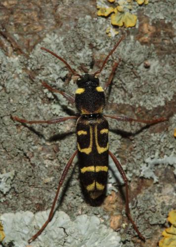 Xylotrechus arvicola