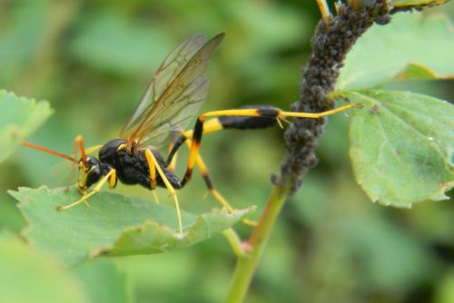 Acroricnus seductor