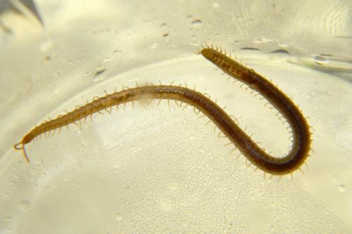 Henia sp.