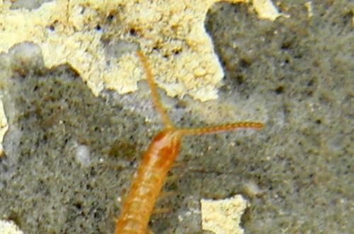 Réf. 71 853 : Henia sp.