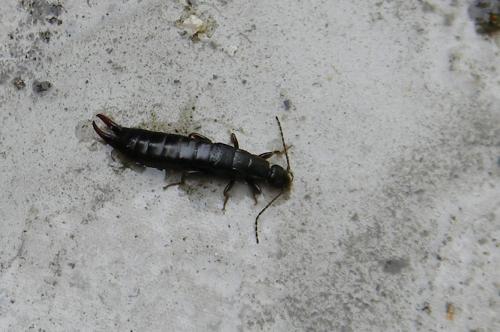 Euborellia moesta