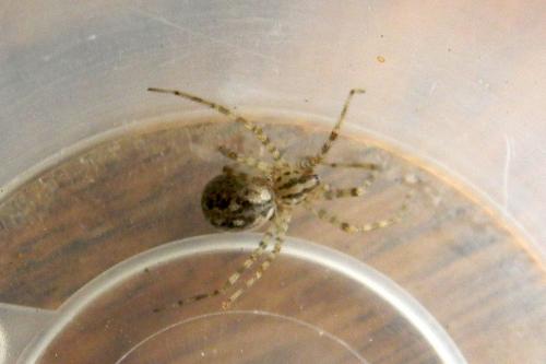 Réf. 71 836 : Tegenaria parietina