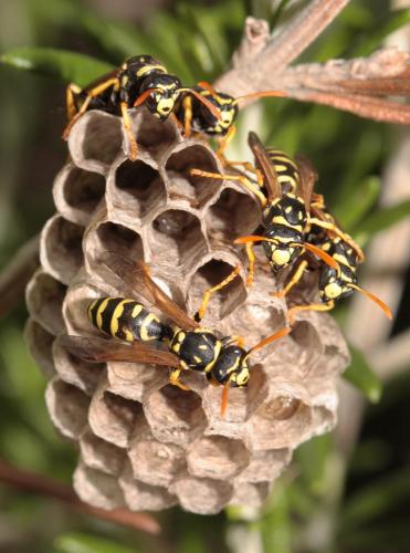 Polistes gallicus