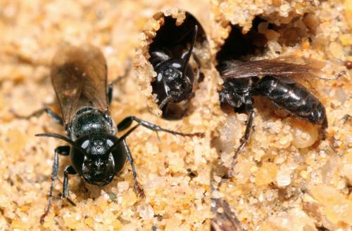 Réf. 71 430 : Tachysphex tarsinus