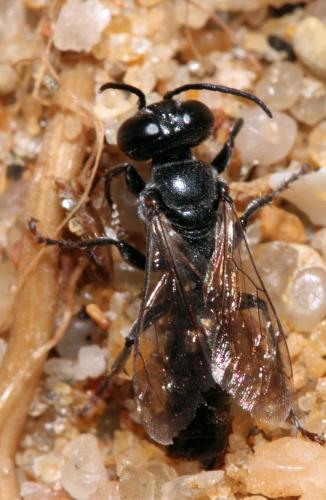 Réf. 71 431 : Tachysphex tarsinus