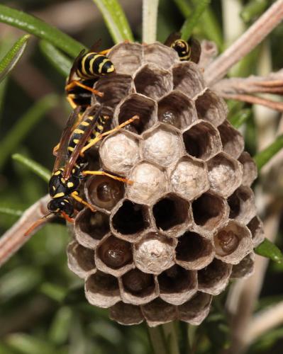 Réf. 71 567 : Polistes gallicus