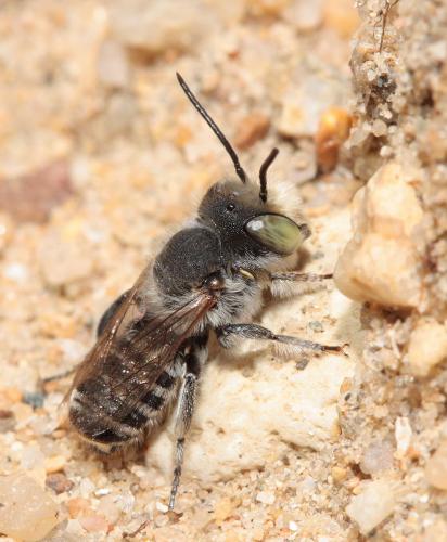 Réf. 71 590 : Megachile pilidens