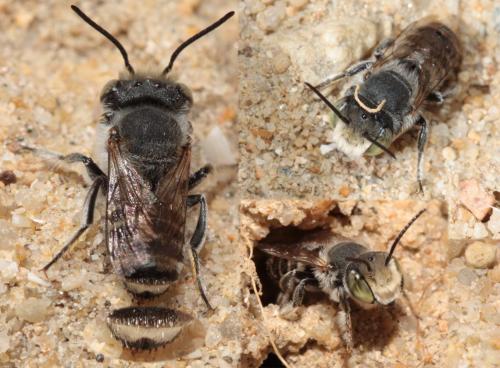 Megachile pilidens