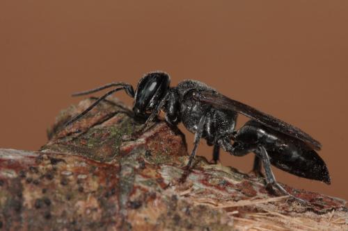 Réf. 71 603 : Tachysphex tarsinus