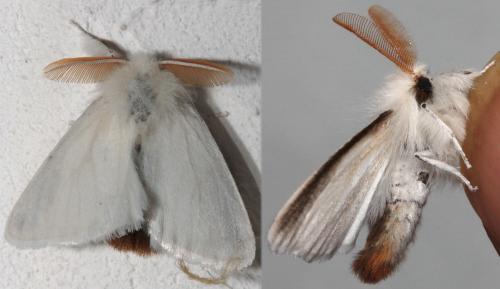 Réf. 71 754 : Euproctis chrysorrhoea