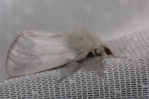 Réf. 71 753 : Euproctis chrysorrhoea