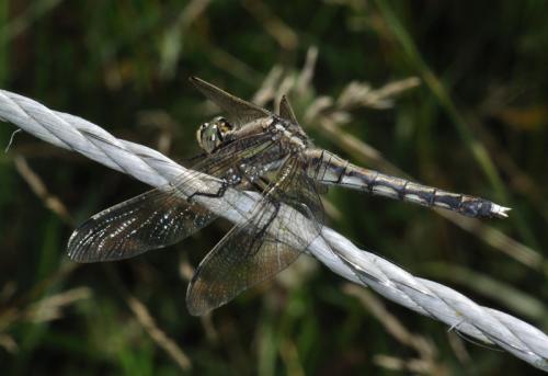 Réf. 71 866 : Orthetrum albistylum