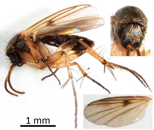 Zygomyia sp.