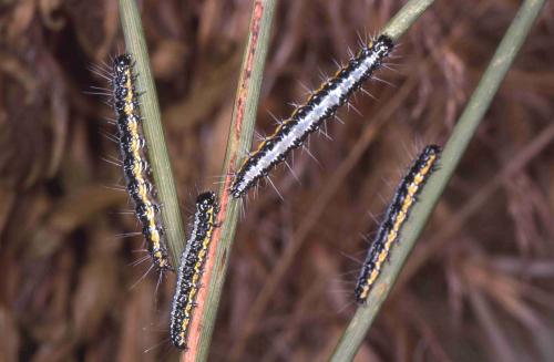 Uresiphita gilvata