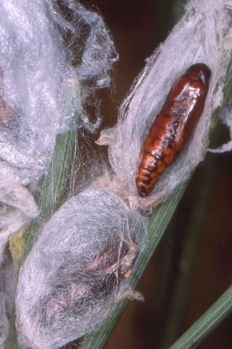 Uresiphita gilvata