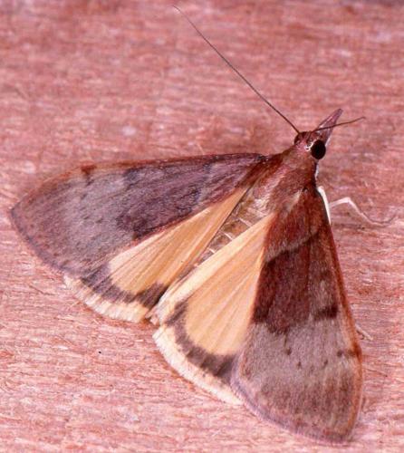 Uresiphita gilvata