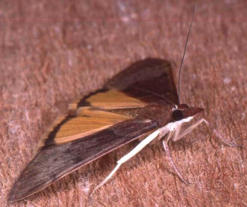 Uresiphita gilvata