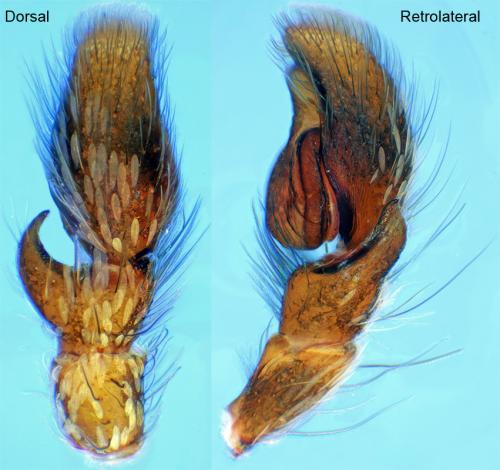 Salticus scenicus