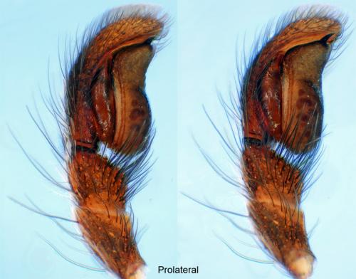 Salticus scenicus