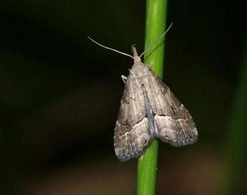 Schrankia taenialis