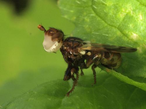 Myopa sp.