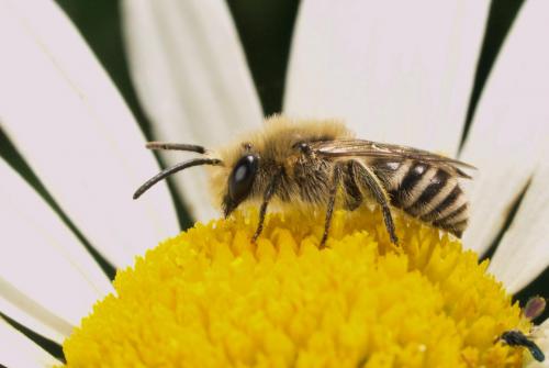 Réf. 71 787 : Colletes sp.