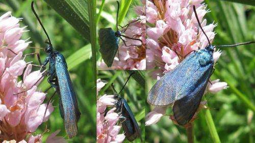 Adscita sp.