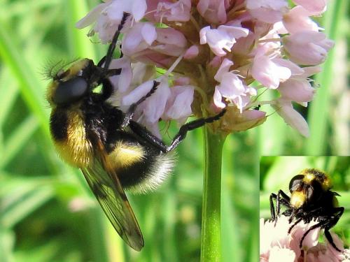 Volucella bombylans