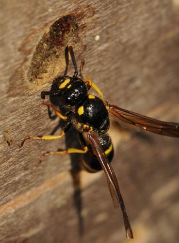 Réf. 71 582 : Symmorphus murarius
