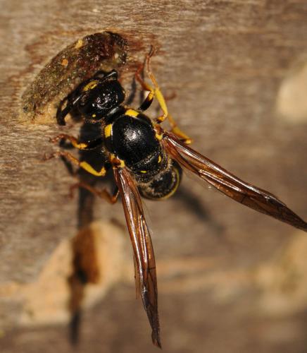 Réf. 71 583 : Symmorphus murarius