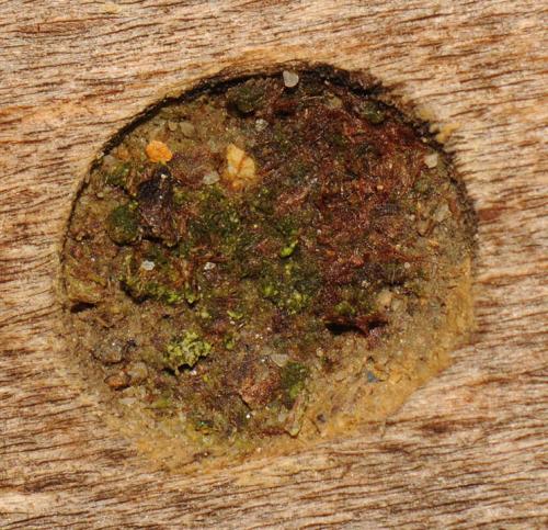 Réf. 71 584 : Symmorphus murarius