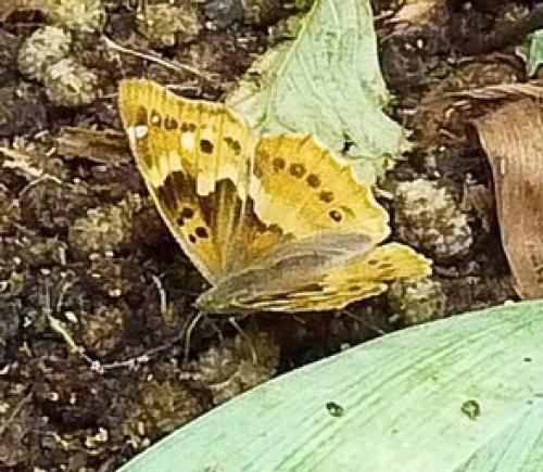 Apatura ilia