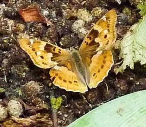 Apatura ilia