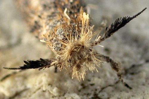 Ochsenheimeria taurella