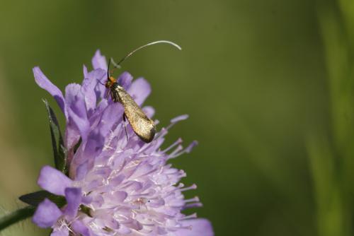 Nemophora metallica