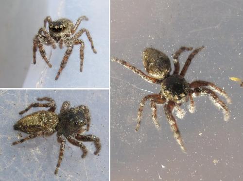 Dendryphantes rudis