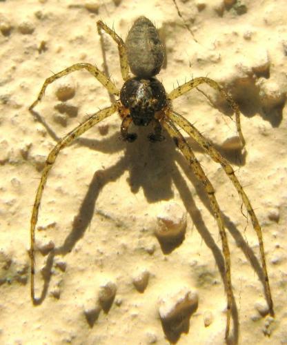 Réf. 71 422 : Tmarus sp.