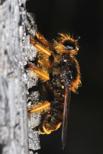 Pogonosoma maroccanum