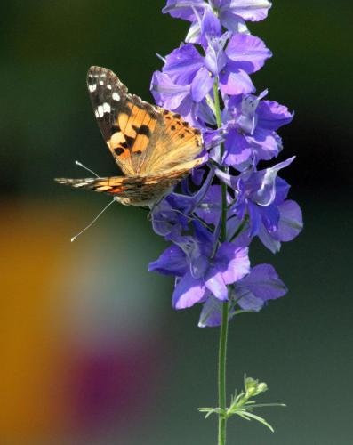 Réf. 71 963 : Vanessa cardui