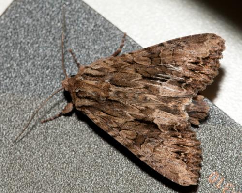 Réf. 71 245 : Apamea monoglypha