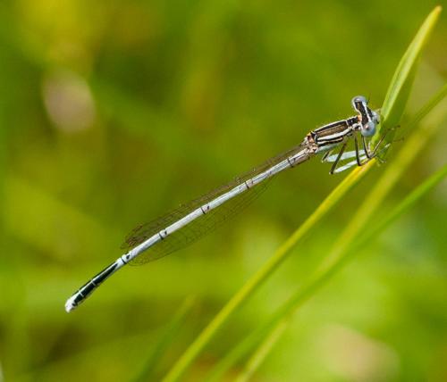 Platycnemis sp.