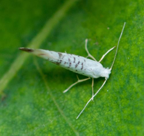 Argyresthia curvella