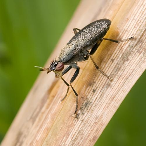 Réf. 71 611 : Coremacera marginata