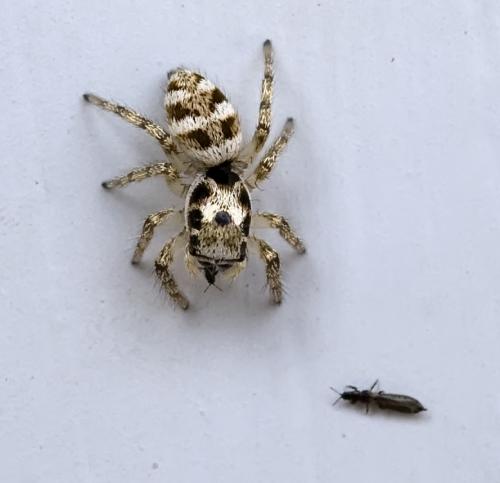 Salticus scenicus
