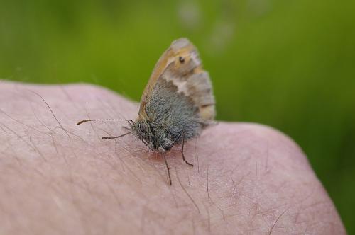Réf. 71 383 : Coenonympha pamphilus