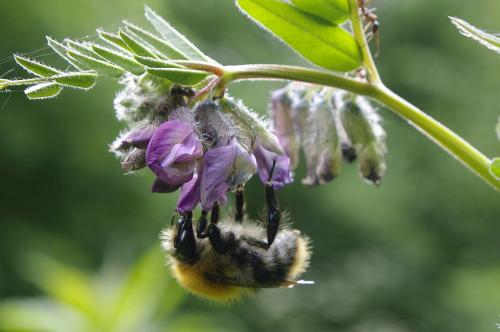 Bombus pascuorum