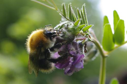 Bombus pascuorum