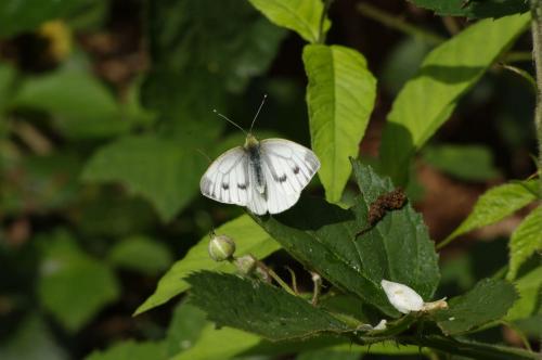 Pieris napi