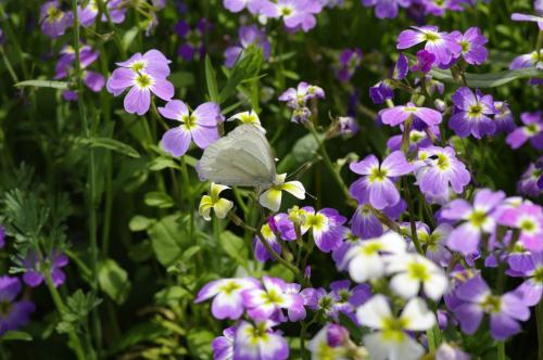 Pieris rapae