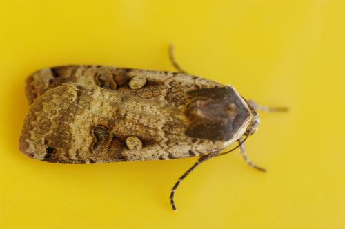 Noctua pronuba
